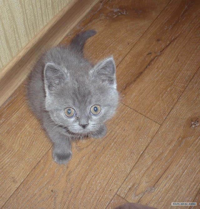 Первый котовторник октября