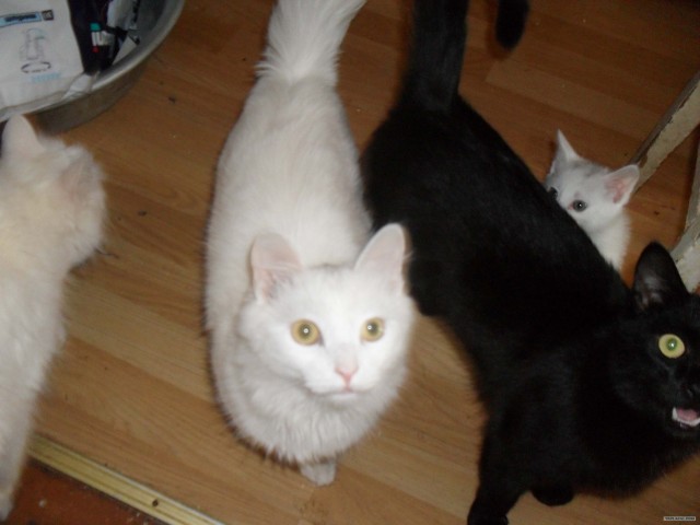 Котовторник так котовторник!