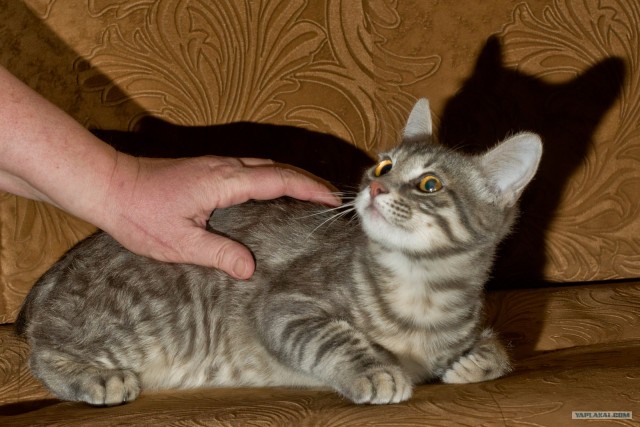 Котовторник (14.02.2012)