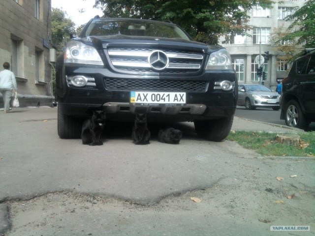 Котовторник 10.04.2012