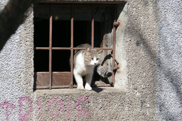 Котовторник 1 мая 2012