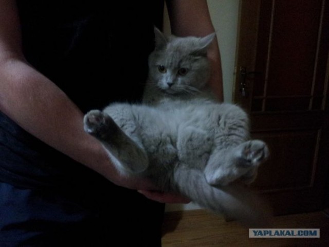 Котовторник   5.06.2012