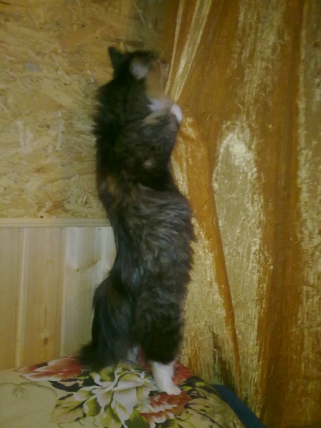 Котовторник 10. 07. 2012