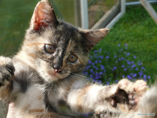 Котовторник 24.07.2012