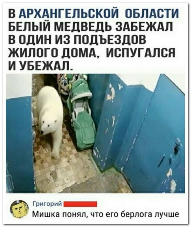 Дурацкие картинки