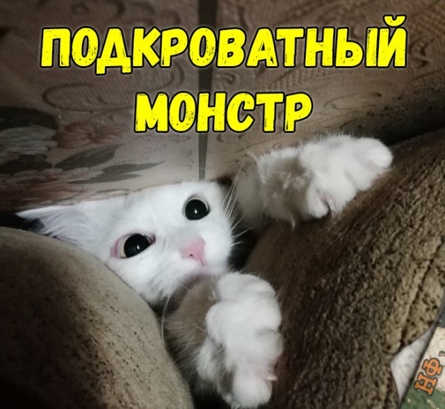 Забавные фото котеек