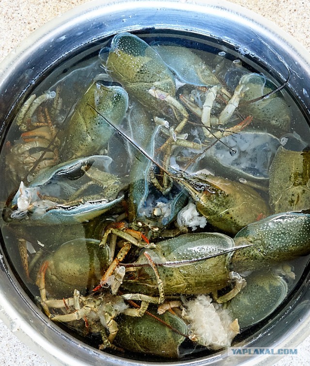 Биск из речных раков