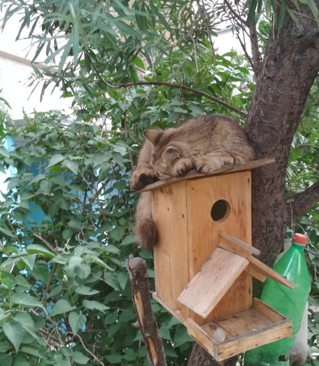 Живность из сети