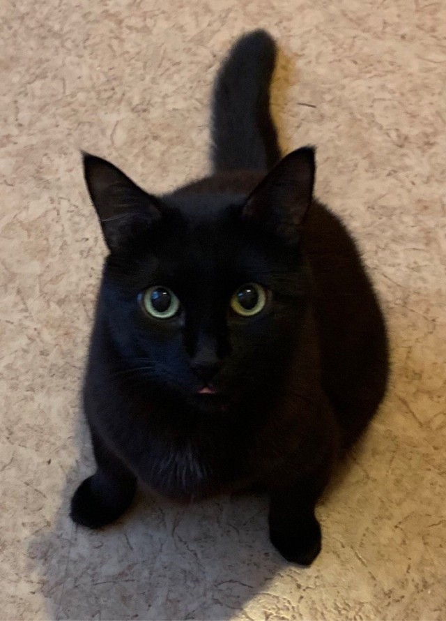 Black cats matter