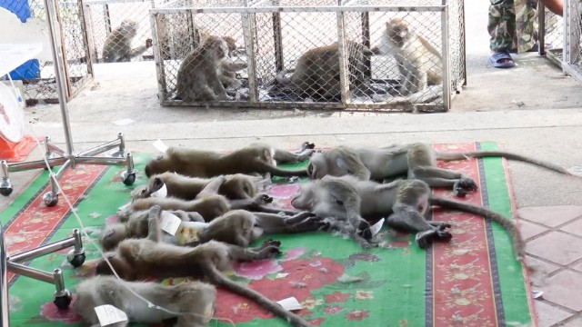 Сотни обезьян кастрированы после того, как устроили беспорядки и набеги на дома в Таиланде