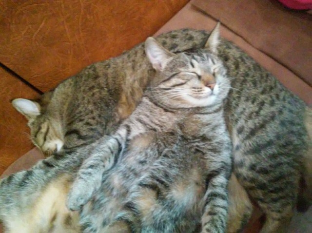 Котовторник 20.10.20