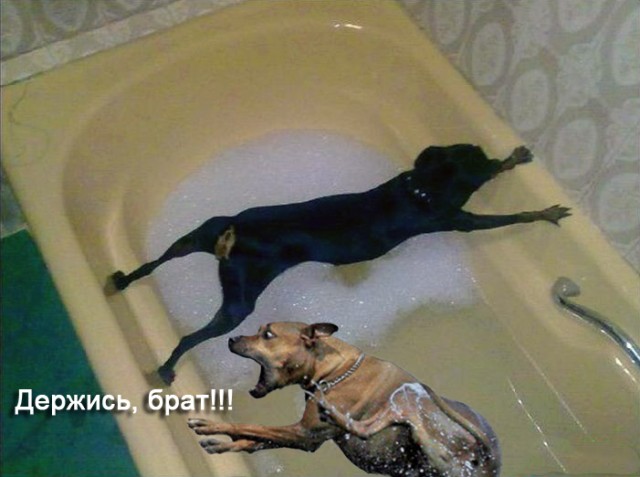 Фотожаба: Хозяин! Ты что делаешь?!