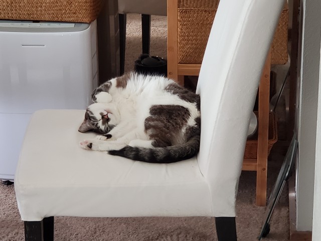 С котовторником!