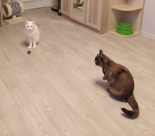 Какое имя дать коту?