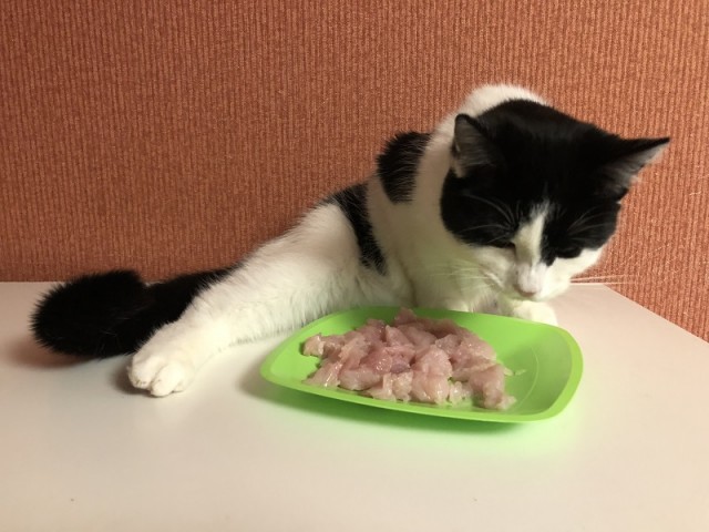 Мои личные котейки к котовторнику!