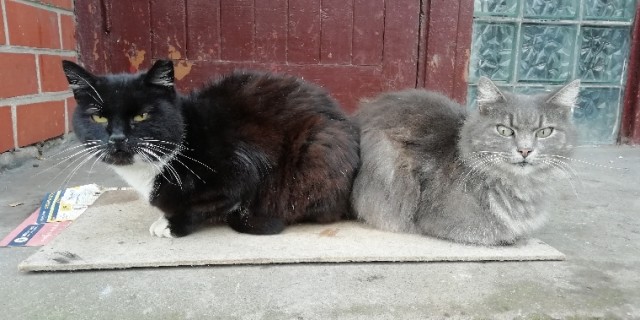 Солнце котовторника уже встало, Господа!