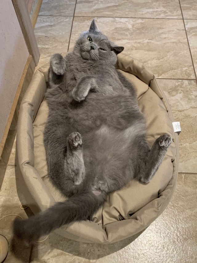 Солнце котовторника уже встало, Господа!
