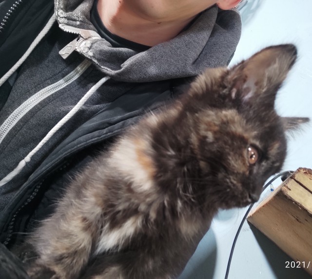 Солнце котовторника уже встало, Господа!