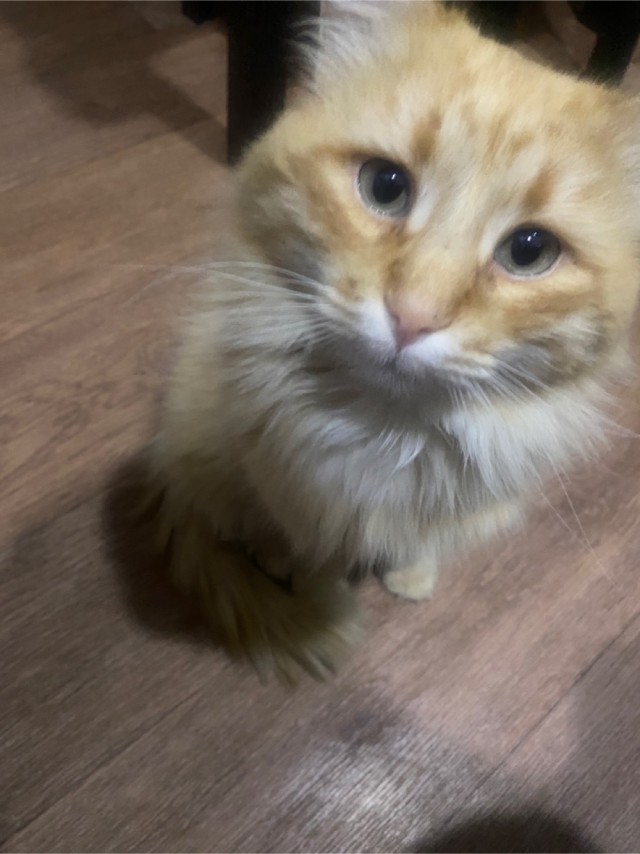 Котовторнику быть