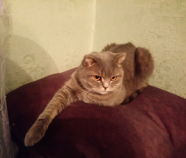 Долой политику, ура котикам!