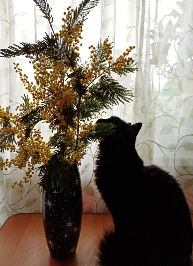 А что это мы котовторник не начинаем? Время пришло!