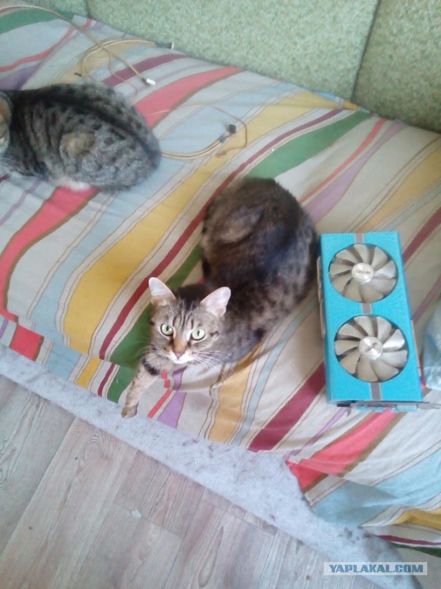 С праздником и котофторником!