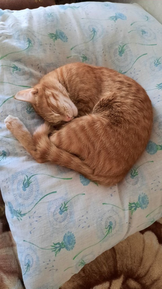 Котовторник ведь начался!