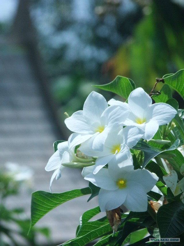 Виды и лики Таиланда