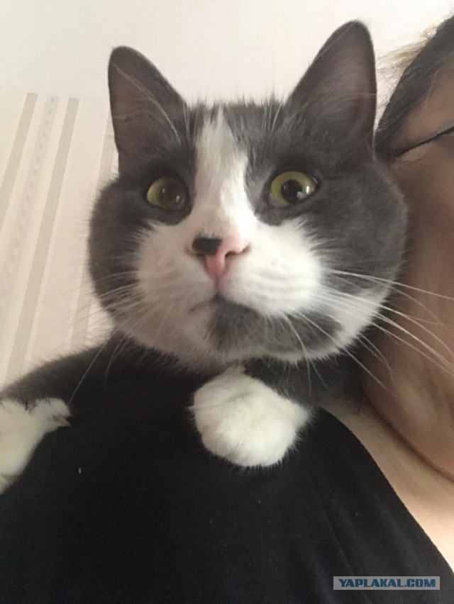 Котовторник 18.10.22