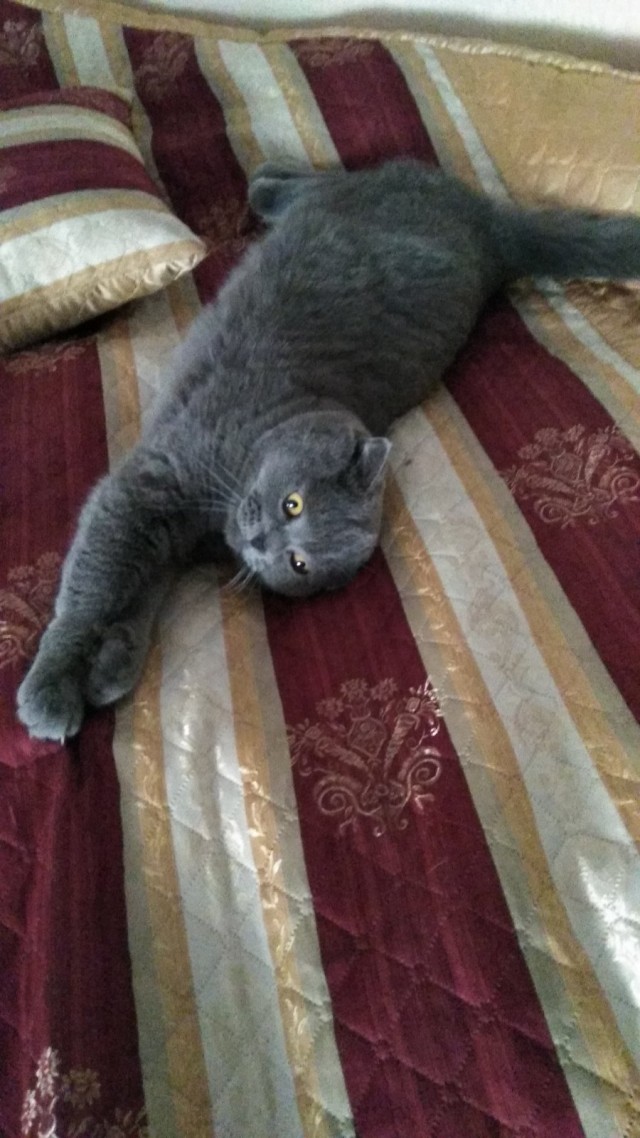Вторник, ваши коты и кошки в студию