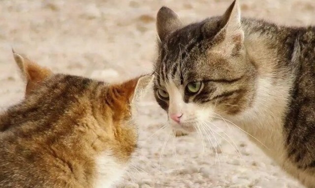 Что будет, если кошка и её котёнок снова встретятся несколько лет спустя. Вспомнят ли они друг друга