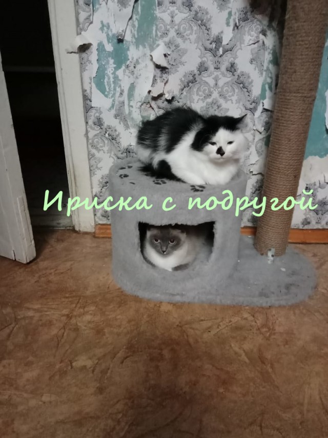 Жизнь домашнего приюта "Котоленд" 365