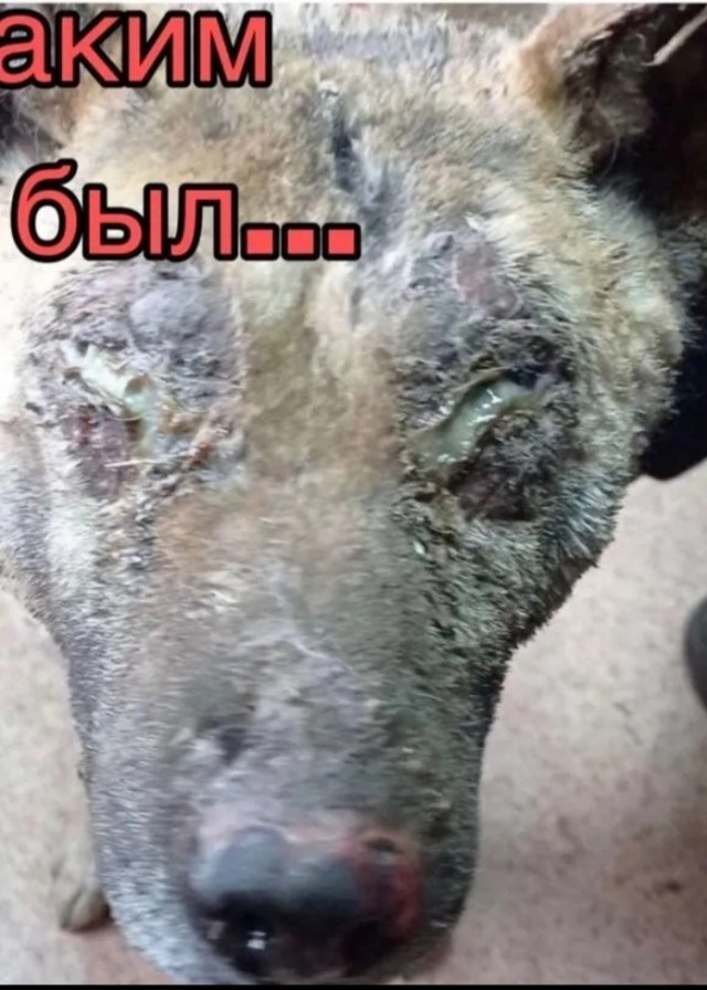 Год после приюта