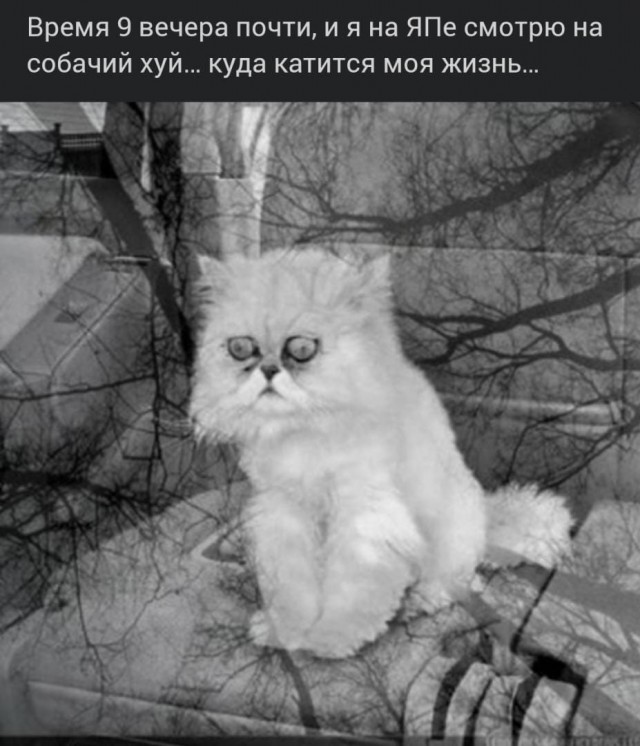 Тишку подстригли