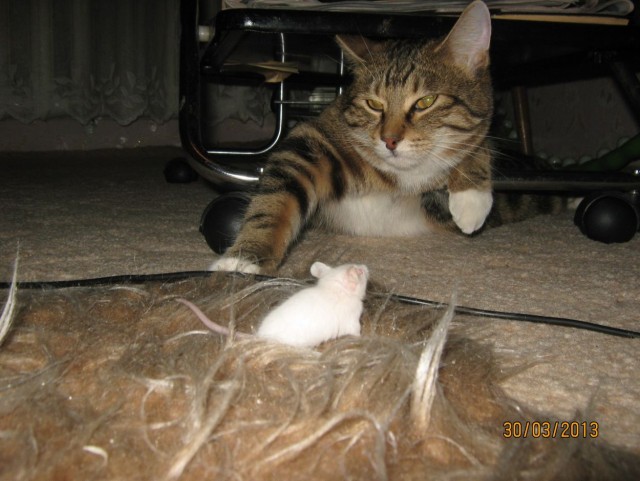 Котовторник 09.04.2013