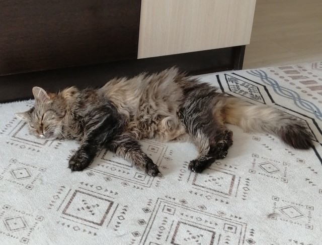 Мои лапищи!