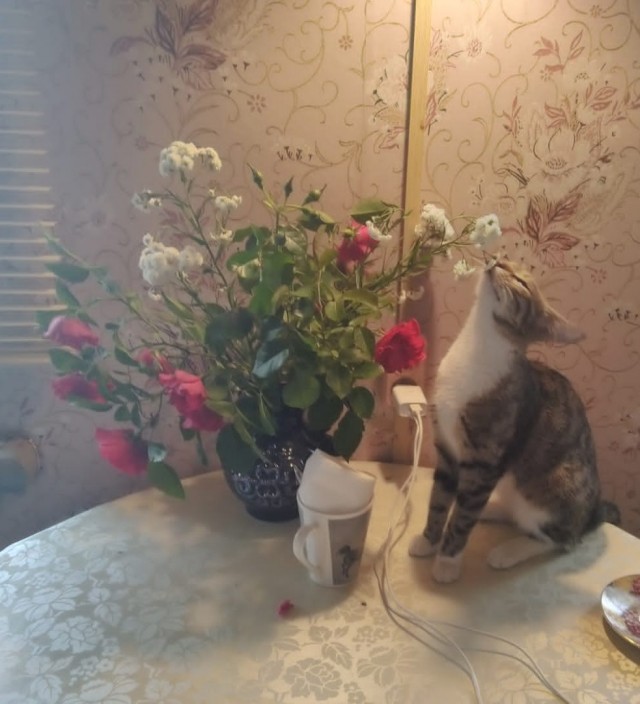 Начинаем котофторник?