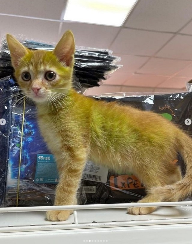 Котёнка с зелёной шерстью нашли в Беларуси