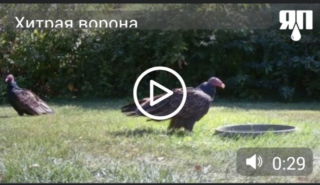 Сказ о том как хитрая ворона ловко обманула двух стервятников