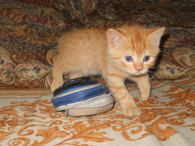 Котовторник, от мала до велика
