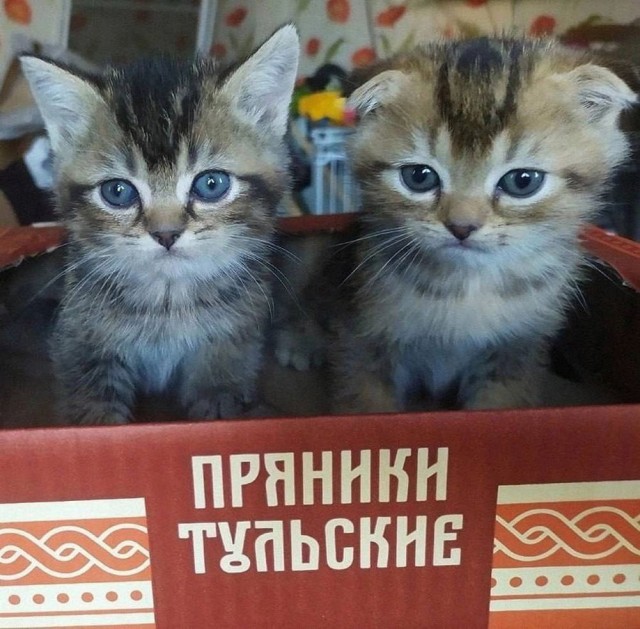 Околокулинарные картинки
