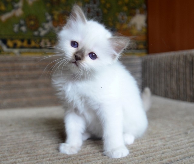 Котёнок с необычной особенностью