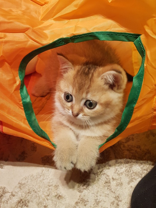 Котовторник 31.12.2024. Последний котовторник года