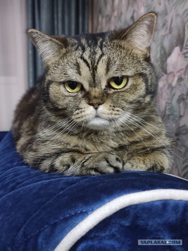 А где котики, сегодня же вторник!