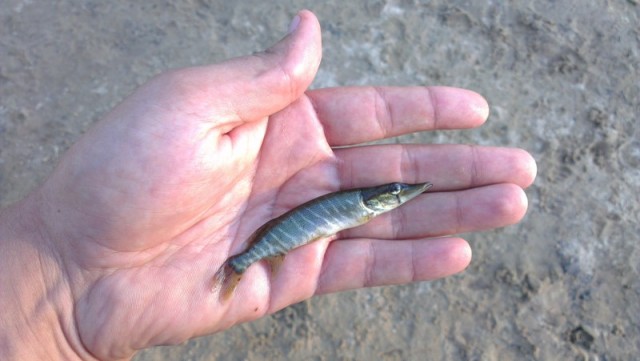 Подумал, решил, сделал