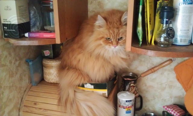 Котовторник 25.06.2013