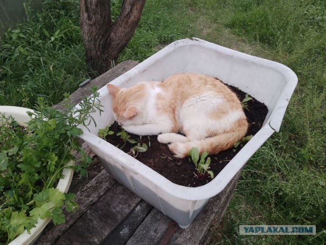 Жизнь домашнего приюта для котеек 549