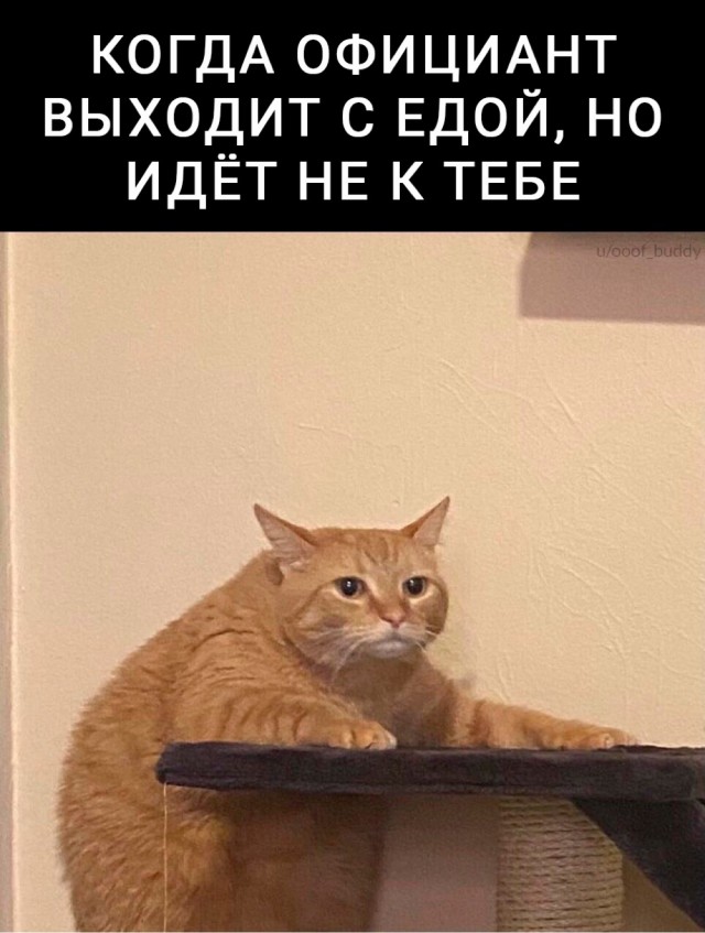 Веселое настроение в картинках 08.08.25