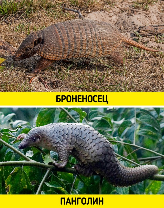 Счастливый панголин играет в грязи