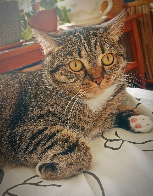 Вторник - котовторник
